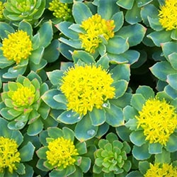 Rhodiola rosea extract