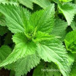 Nettle leaf extract